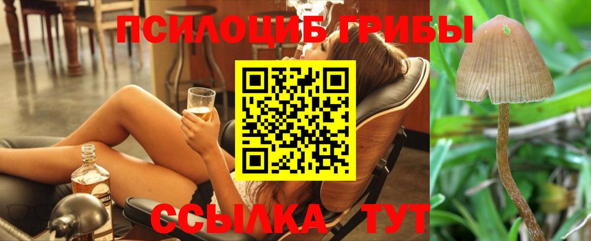 Галлюциногенные грибы Psilocybe Красногорск
